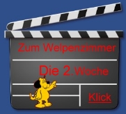 Briardwelpen Schweiz 2 .Woche die kleinen Welpen ern�hren sich alle 2-3 Stunden an den Zitzen der H�ndin, gut hat die Briardh�ndin gen�gend Milch, Milchmangel- zu wenig Muttermilch w�re tragisch, 2x t�glich auf die Waage macht schon darum Sinn. Auf den Softbed Decken liegen die kleinen Welpen wollig warm. Die Zuchth�ndinn verl�sst die Wurfbox noch kaum, sie ist praktisch rund um die Uhr f�r ihre Hundebabys da. 