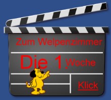 Briardwelpen ab der 10. Wochen im neuen Heim - Welpenspielgruppe / Welpenspieltage und Junghundeerziehung sind f�r Briardwelpen wichtig Broba d'Or Briard Schweiz Info rund um den Briard mit Bildergalerie 