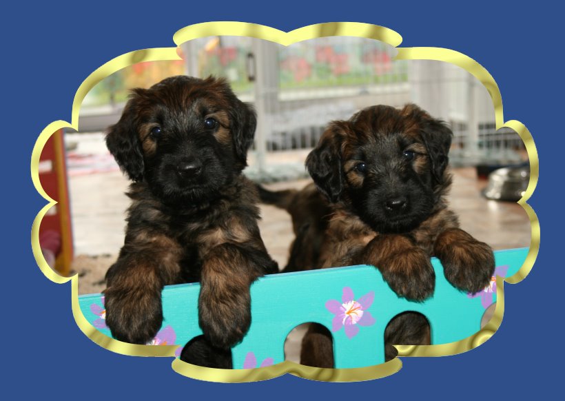 Herzlich Willkommen bei den Briardzucht von Broba d'Or Briard Schweiz . . Info rund um den Briard. Bildergalerie Welpentagebuch