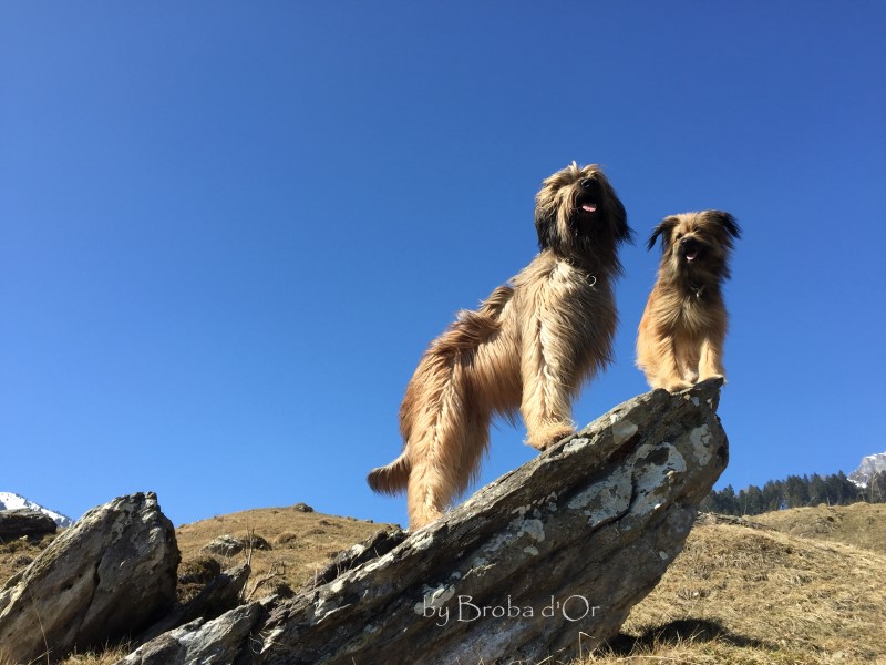 Briard Zucht  Berger de Brie in der Farbe fauve sehr gut geprägte und sozialisierte Briardwelpen Schweiz