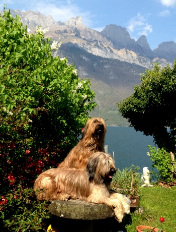 Briard Dog Breed Information Pictures Characteristics Facts Dogtime Briard Dog Dog Breeds Briard