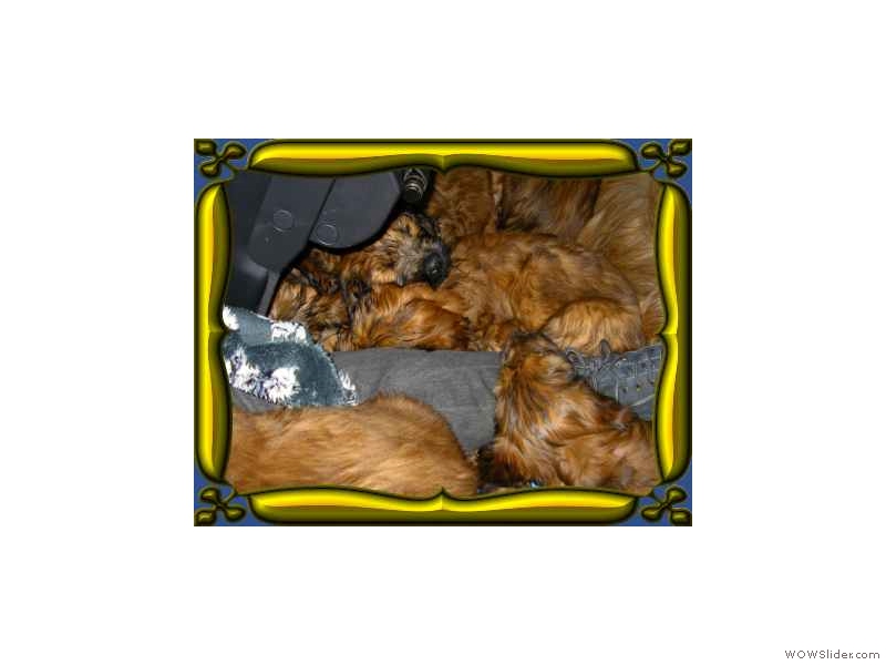 briard im Kindergarten 14