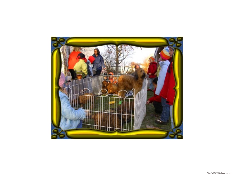 briard im Kindergarten 4