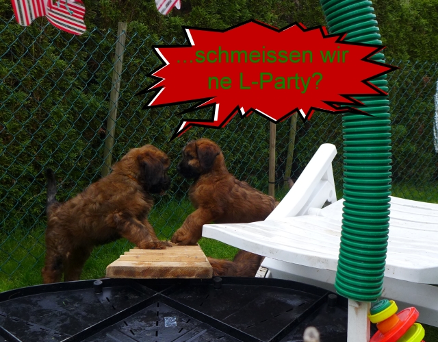 Briardwelpen im Garten in der 9.Woche beim Z�chter