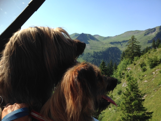 Briardwandwern Stoos Fronalpstock
