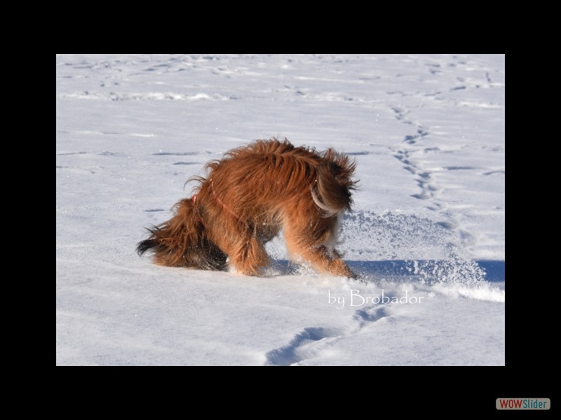 schnee12.2.17.7..jpg