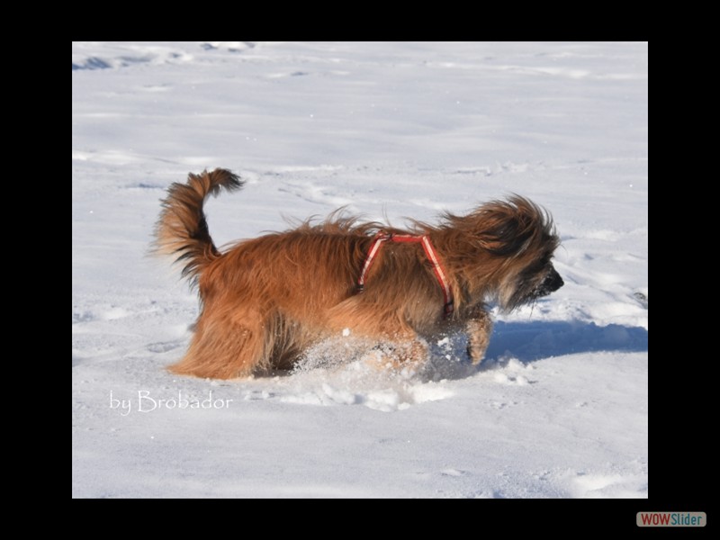 schnee12.2.17.8..jpg