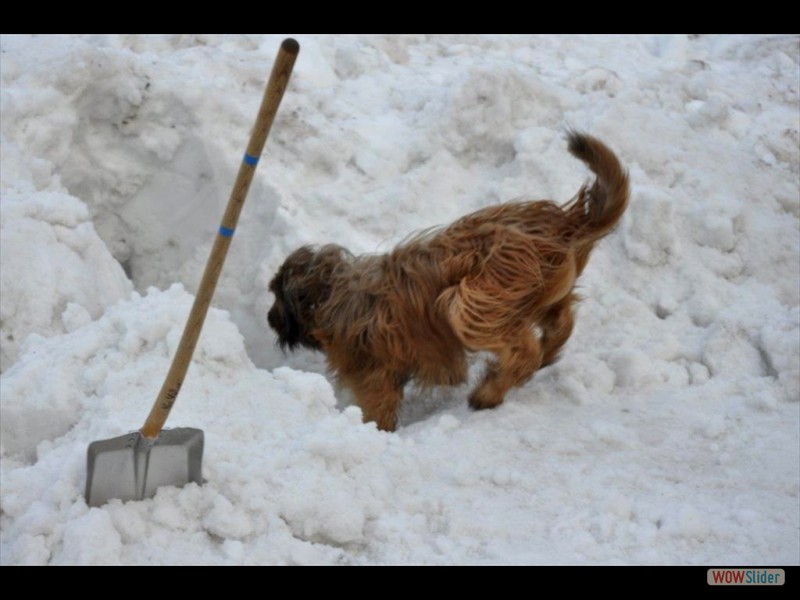 briard1