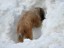 briard2