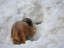 briard3