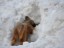 briard4