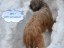 briard5