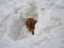 briard6