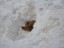 briard7
